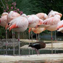 苹果短信轰炸机